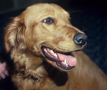 Goldy the golden retriever